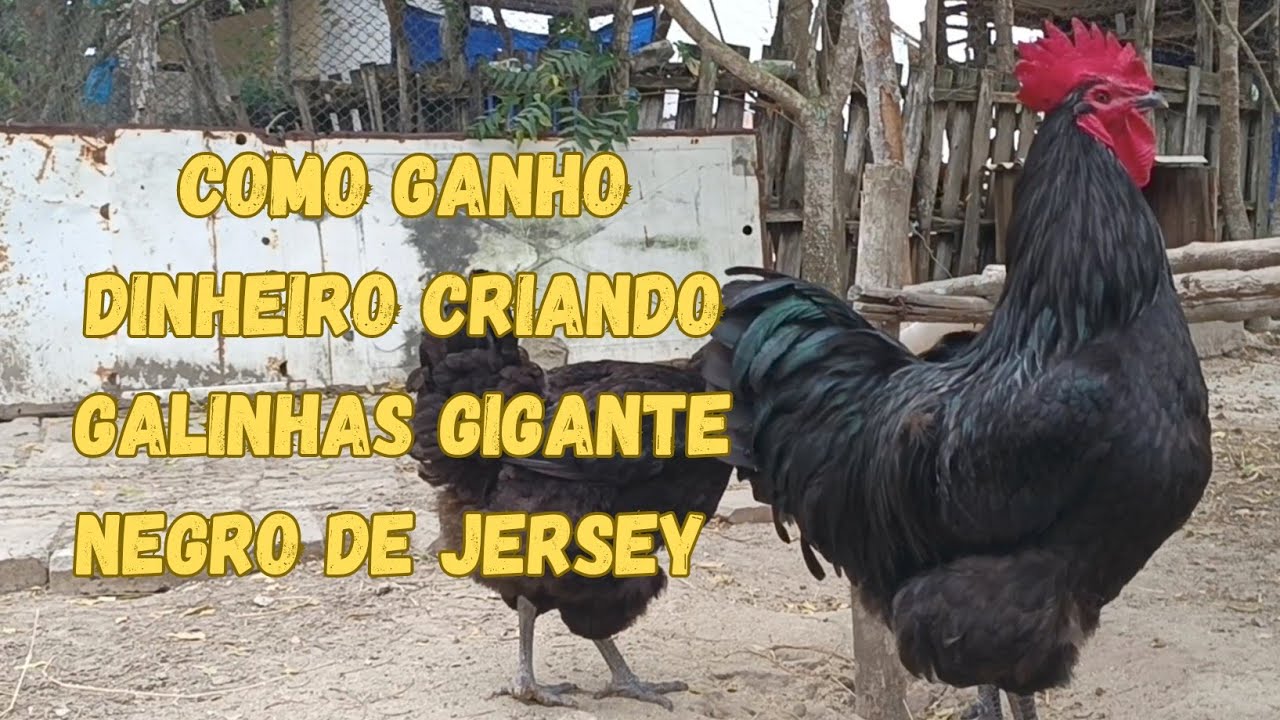 Como ganho dinheiro criando galinhas Gigante Negro de Jersey, veja algumas de minhas galinhas
