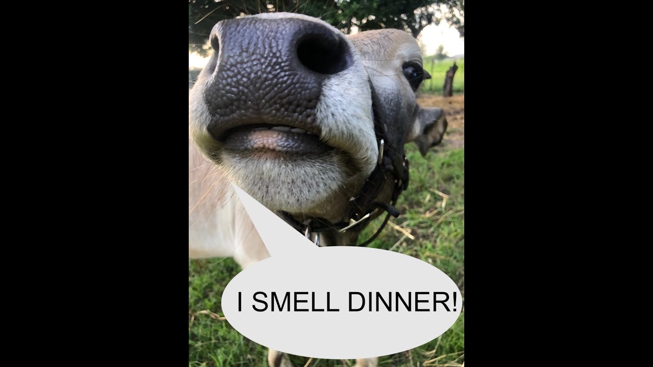 Mini Zebu Feeding - How & What