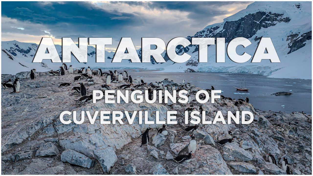 Penguins of Cuverville, Antarctica | Aerial Views