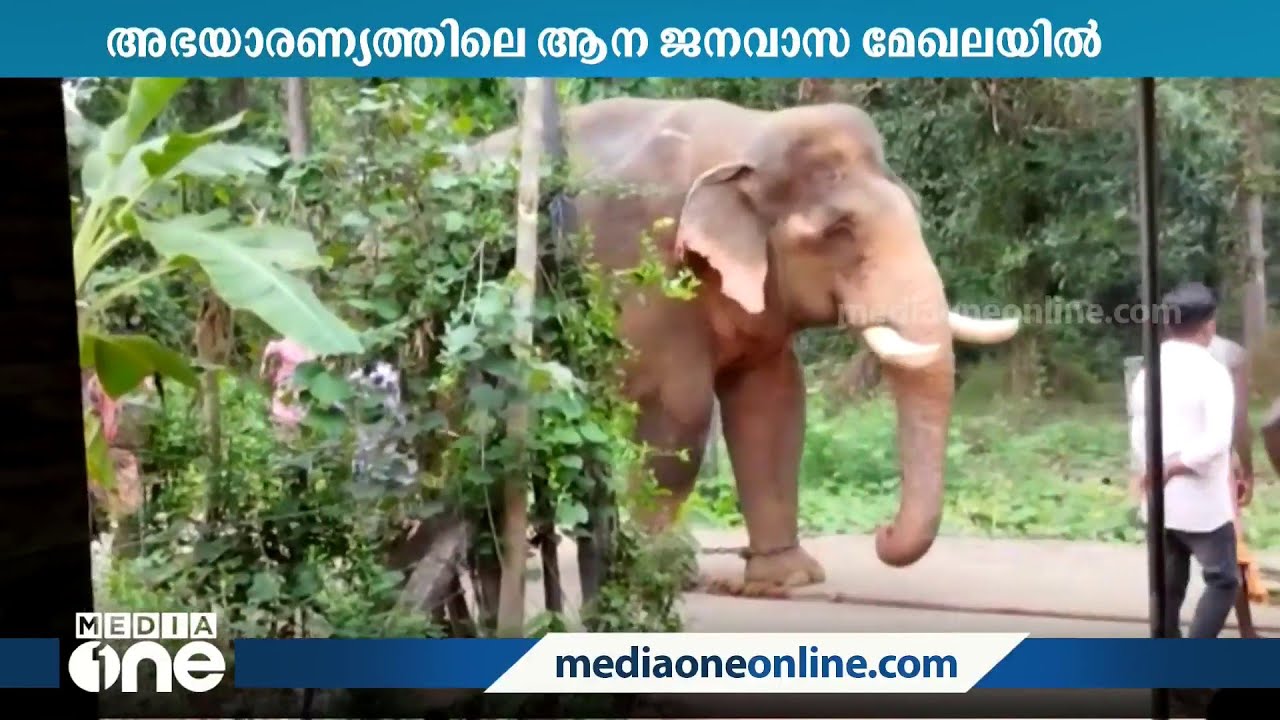 കോടനാട് അഭയാരണ്യത്തിൽ നിന്ന് പീലാണ്ടി ചന്ദ്രു എന്ന ആന ജനവാസ മേഖലയിലേക്ക് ഇറങ്ങി
