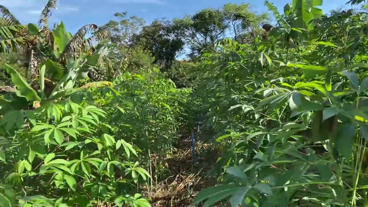 Consórcio com quiabo e mandioca - Saf horta 27/02/2023
