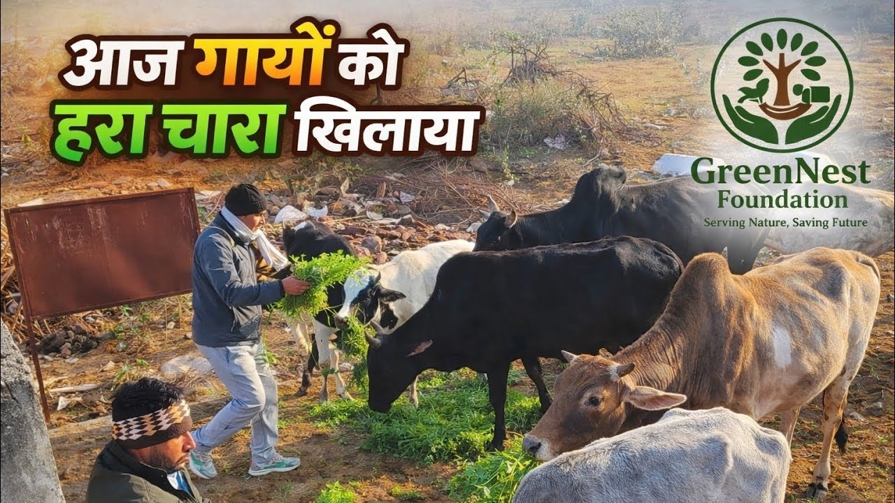 GreenNest Foundation आज गायों को हरा चारा खिलाया  | गौ सेवा का सच्चा सुख | #cow #god #farming #vlog