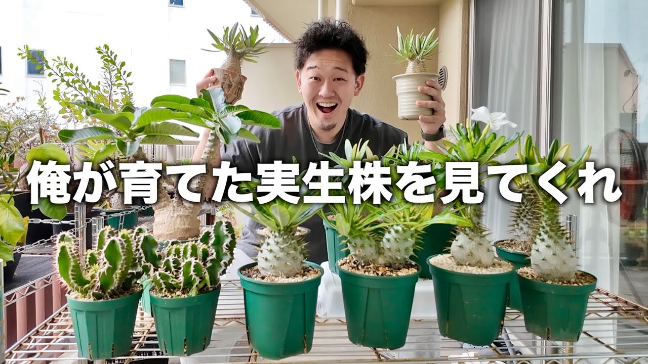 【塊根植物】愛情を注いで育てた実生株を厳選して紹介します
