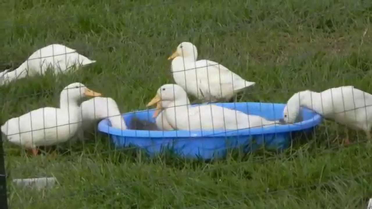 White Egg Layer Ducks