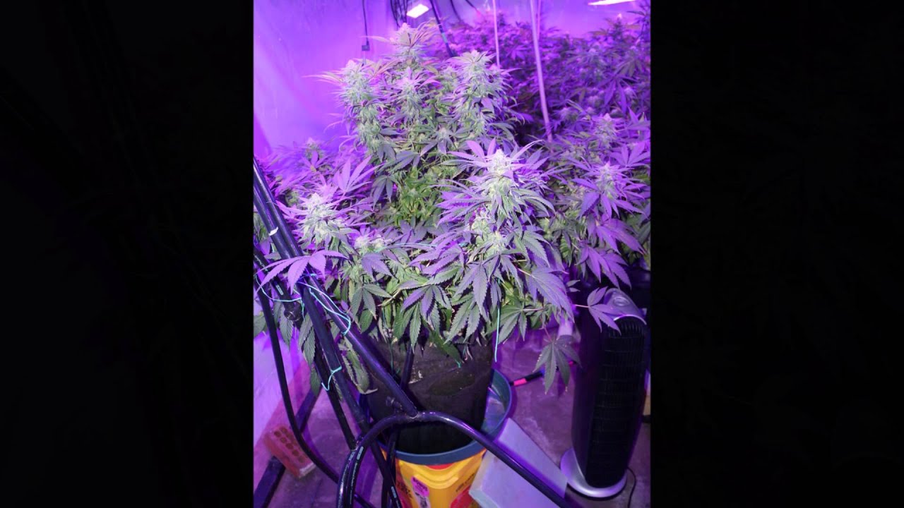 Kushington Farms uses Lush LED Lights on Blue Lemon Thai dried to 12 oz plant