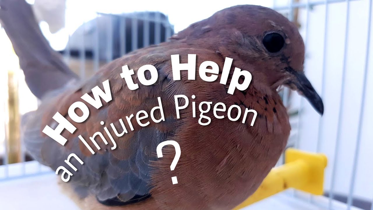 Taking Care of an Injured Pigeon