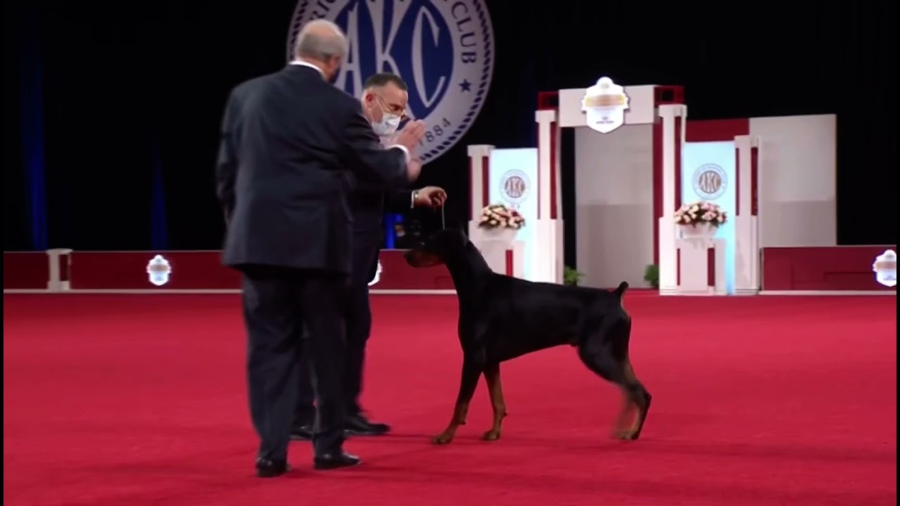 AKC National Championship 2021 Doberman Pinscher