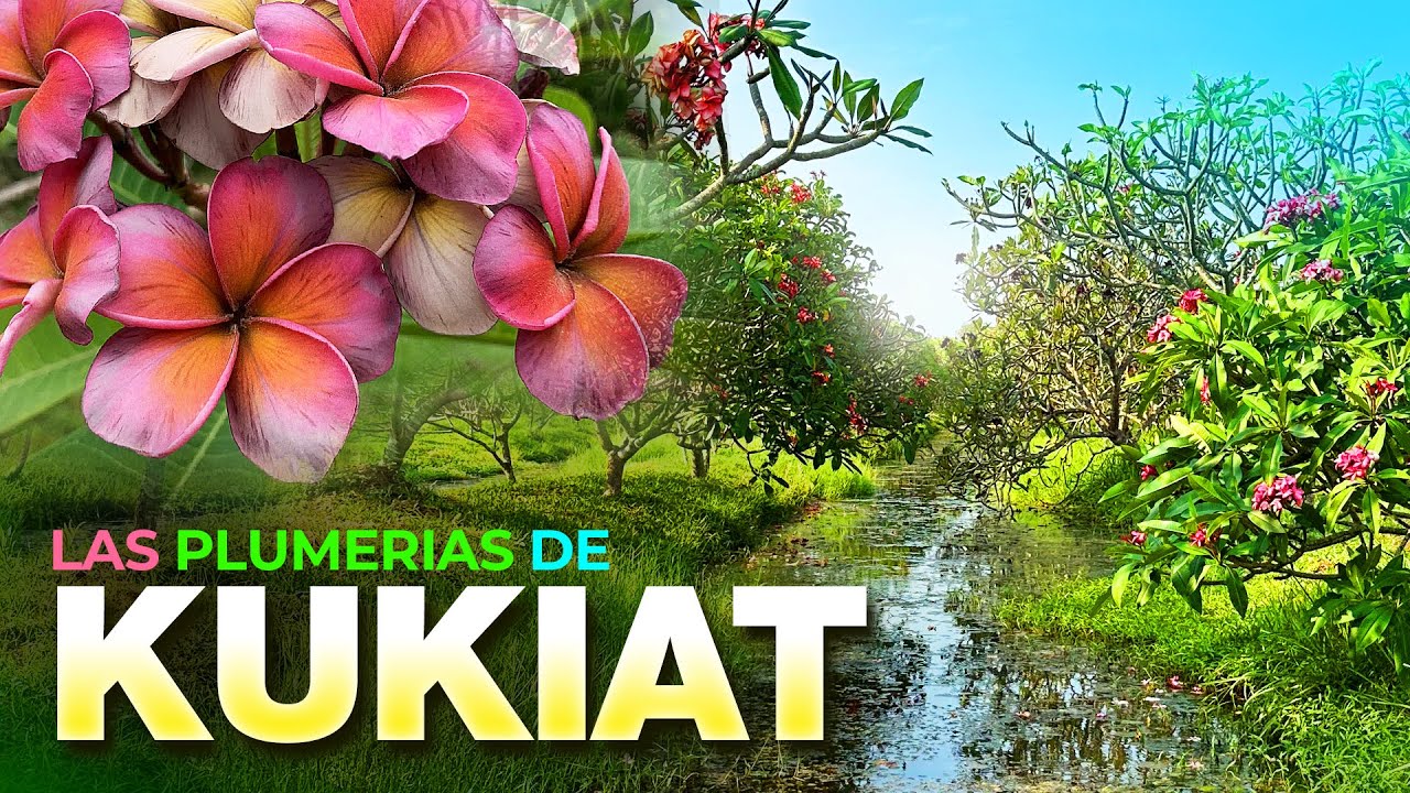 🌺 - Las PLUMERIAS de KUKIAT TANTEERATARM - 🌺 🍃 👀 #kukiatplumerias #plumerias