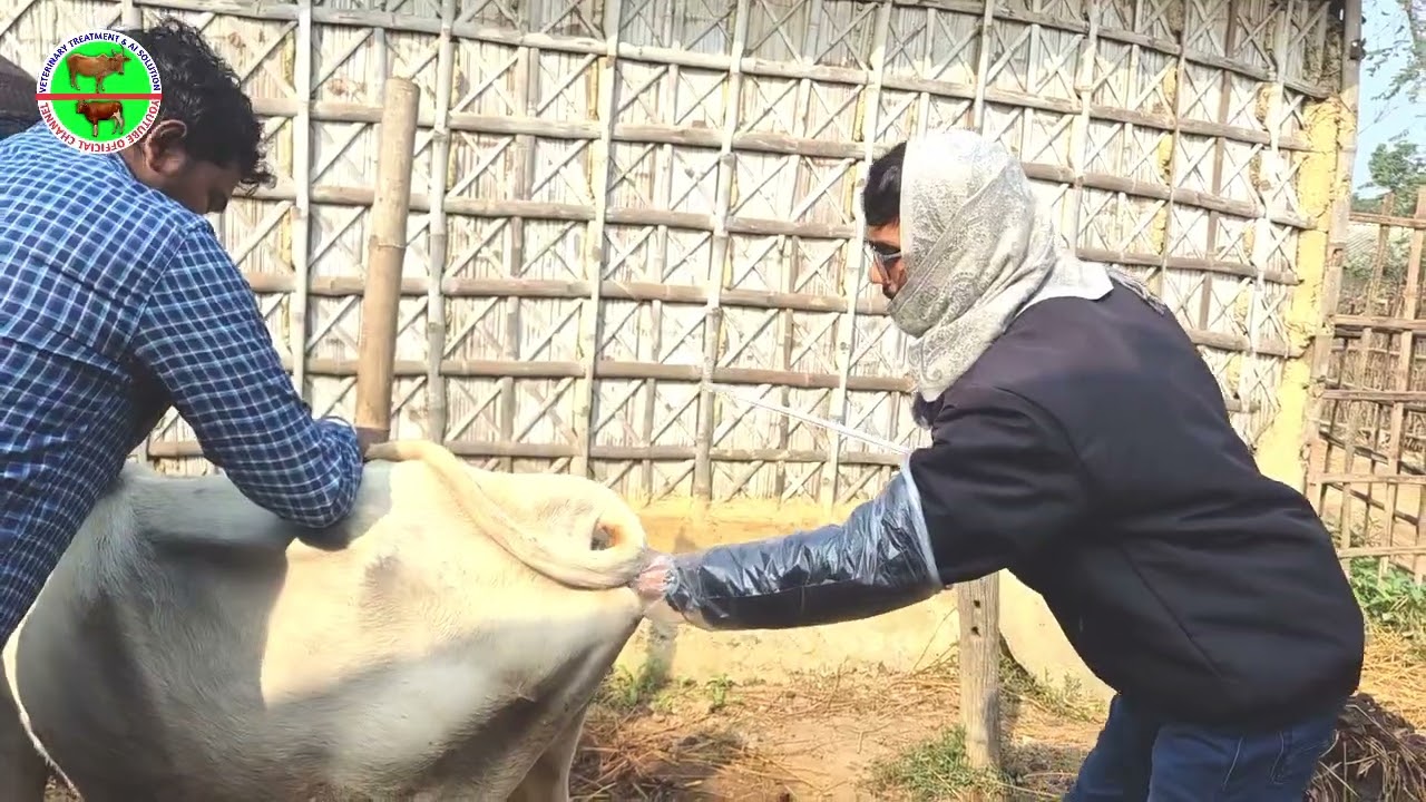 Cow Ko Ai Kaise kare How To Ai 😍