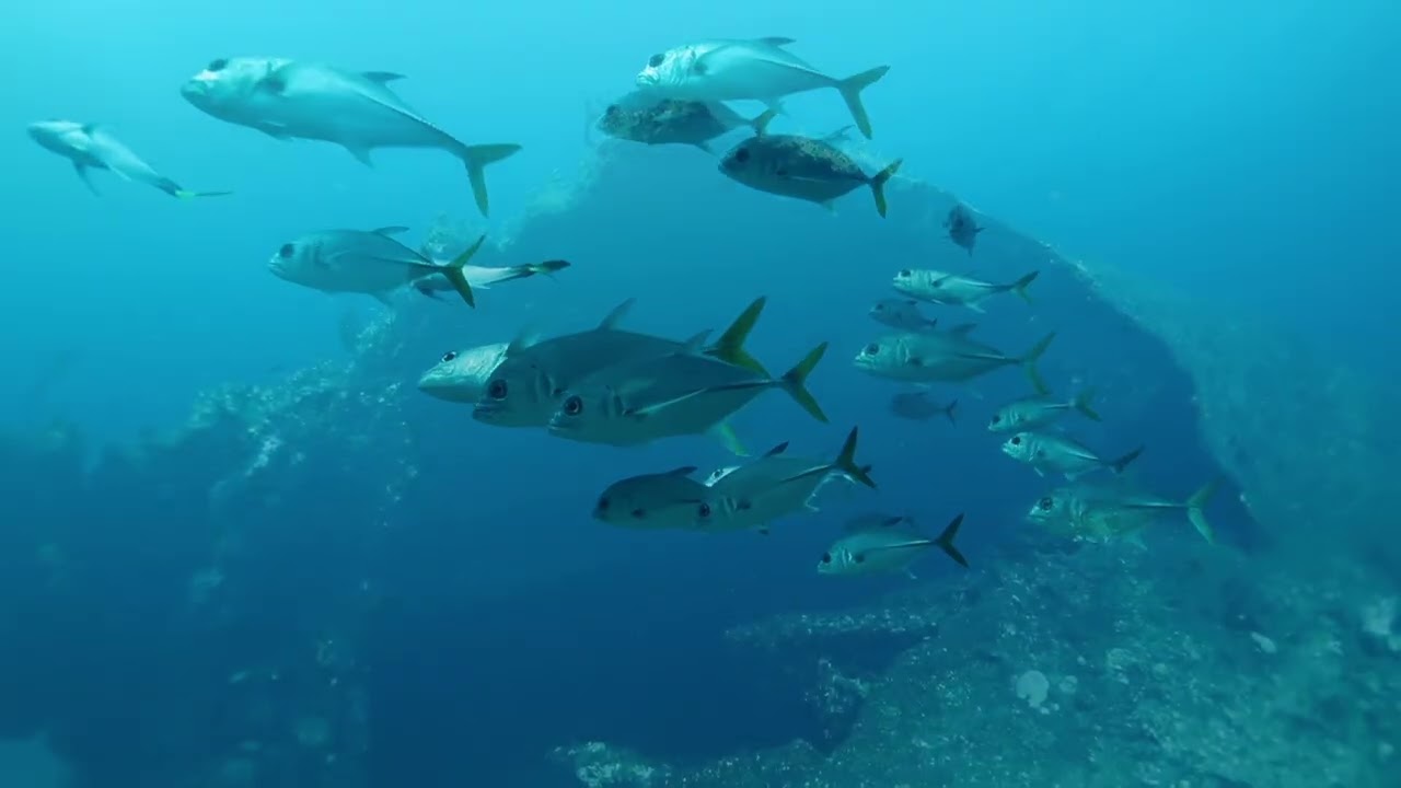 Scuba diving on the British Virgin Islands on March 1-8-2025