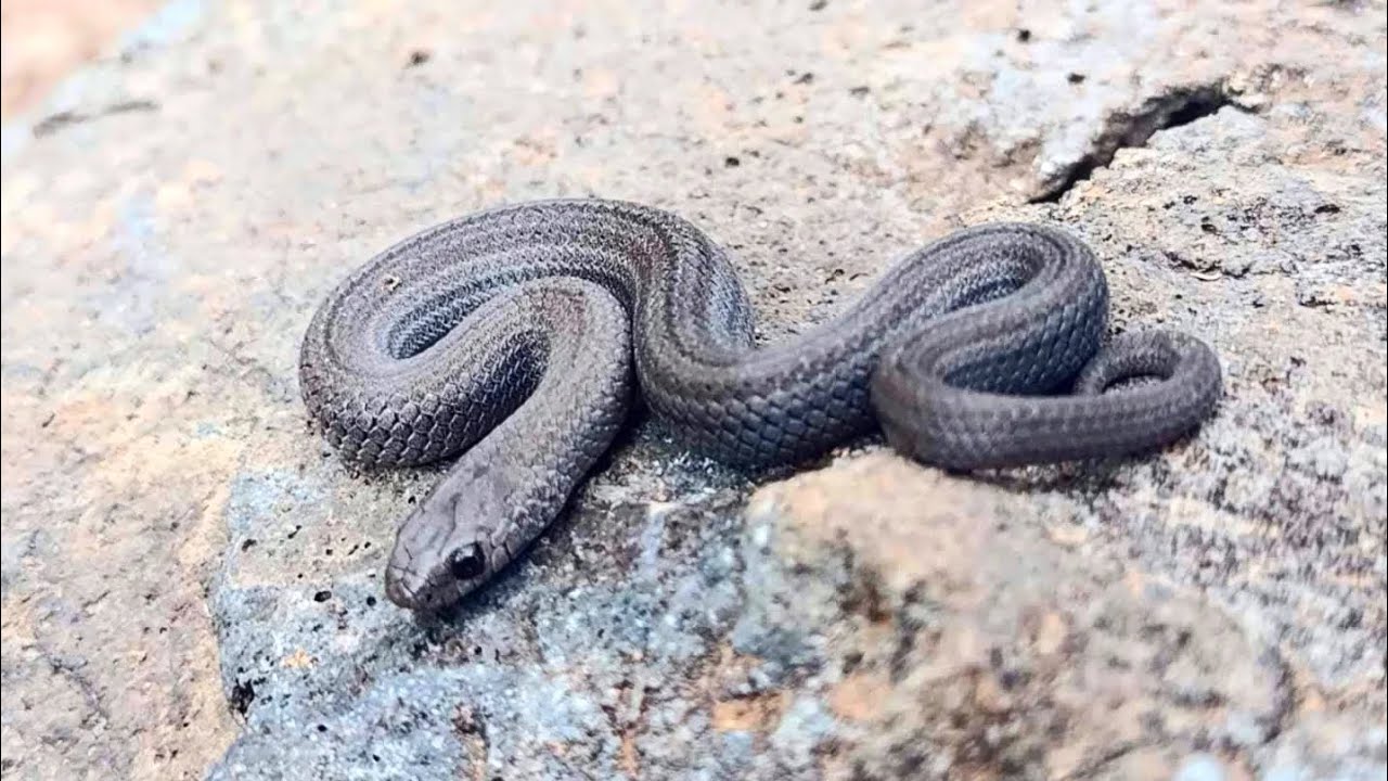 CULEBRA 🐍🐍🐍 CONOPSIS LINEATA O CULEBRA TERRESTRE.