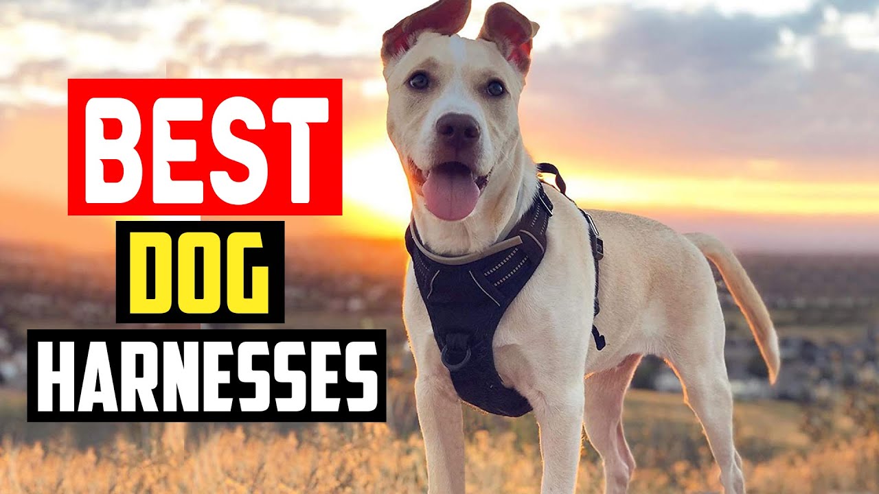 ✅ Top 5 Best Dog Harnesses for Running in 2025