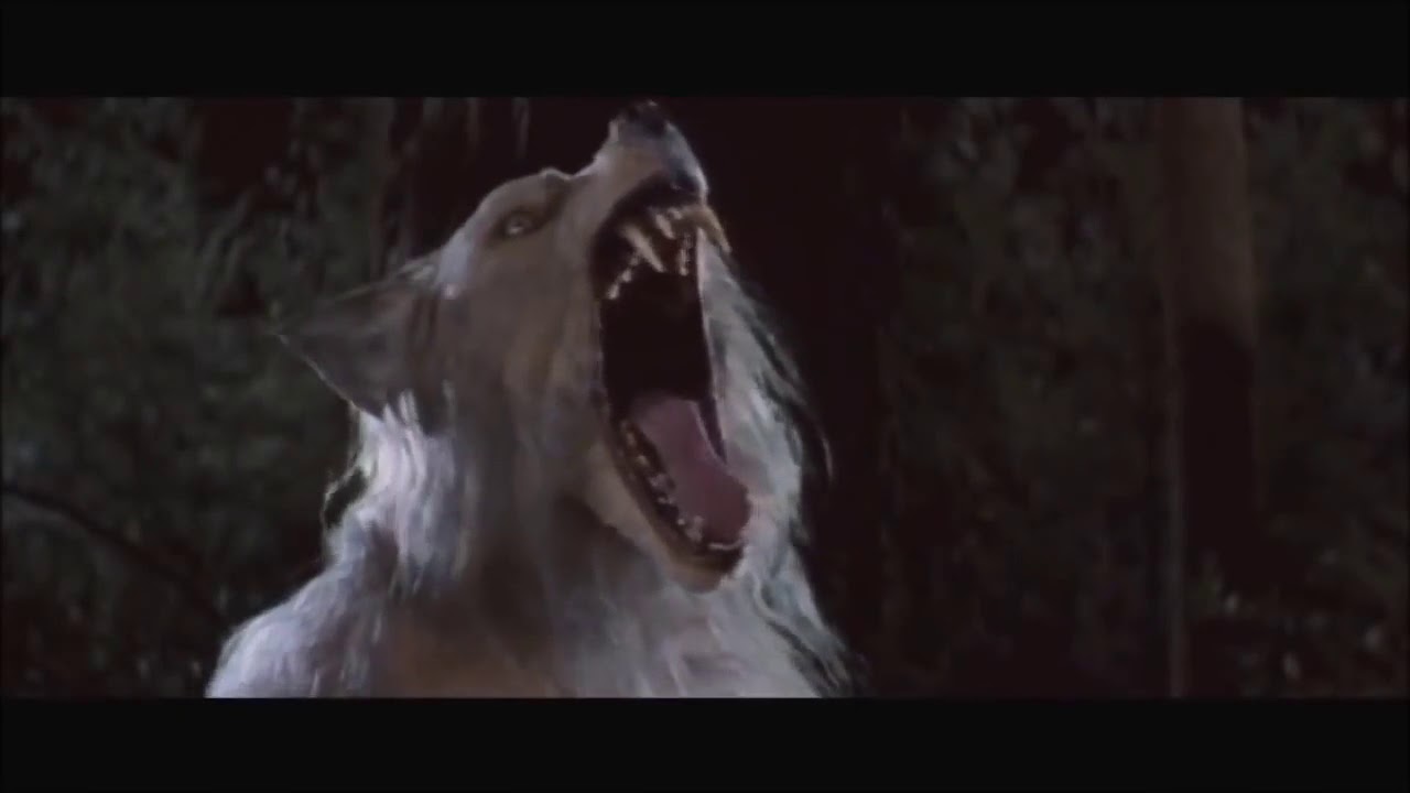 TV On The Radio - Wolf Like Me (Official Music Video) / Re-upload