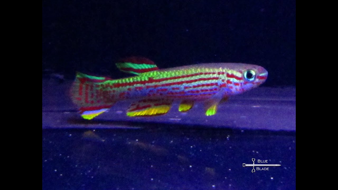 Aphyosemion striatum Cap de Estrellas