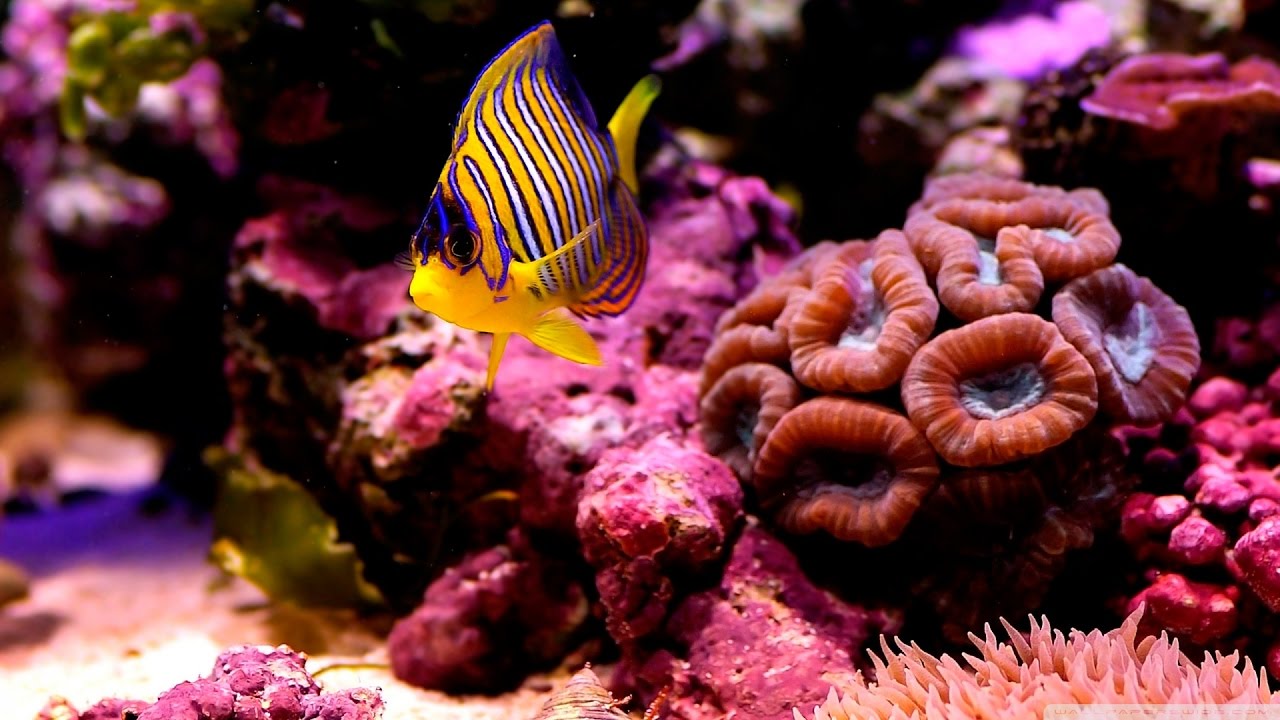 Documentaire // Recifs coralliens // ☆ La beaut&eacute; sous-marine ☆【FR】