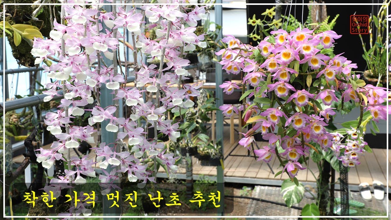 저럼하고 꽃 잘피는 하수형 난꽃 2가지 추천 / 화이 orchid story