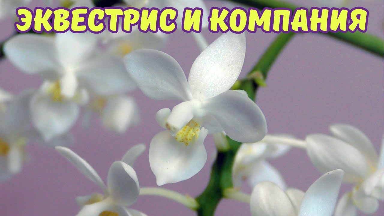 Всё о моих фаленопсисах эквестрис и тех, кто ими «притворяется»