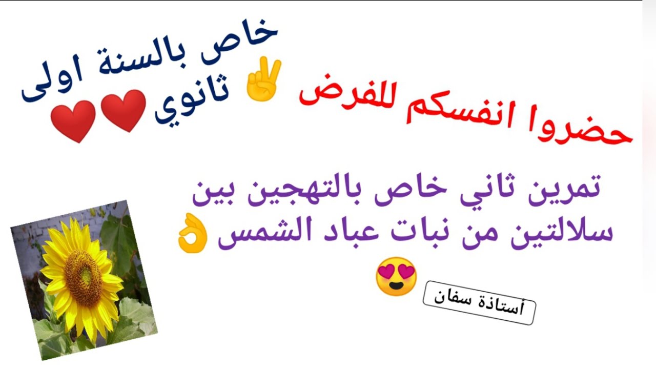 حل تمرين حول التهجين بين سلالتين من نبات عباد الشمس🤗✔