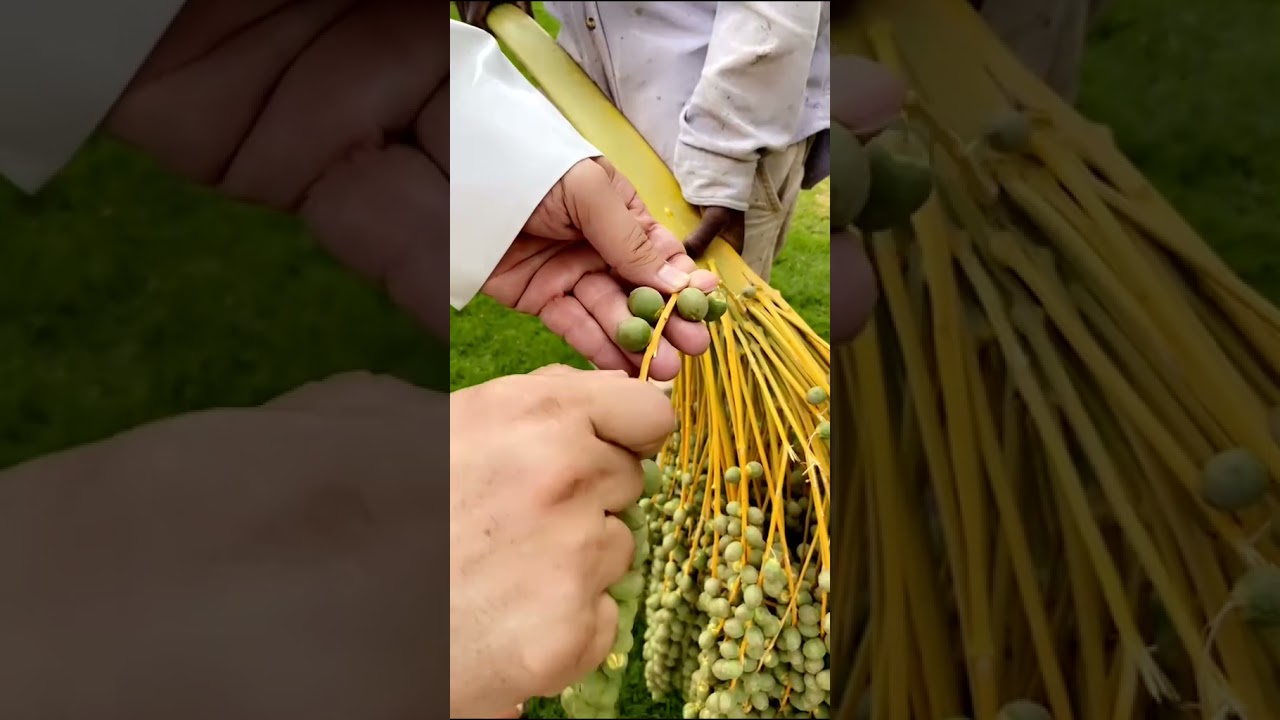 الممارسات السليمة للنخيل ومراحلها مع الأستاذ عبدالعزيز التويجري