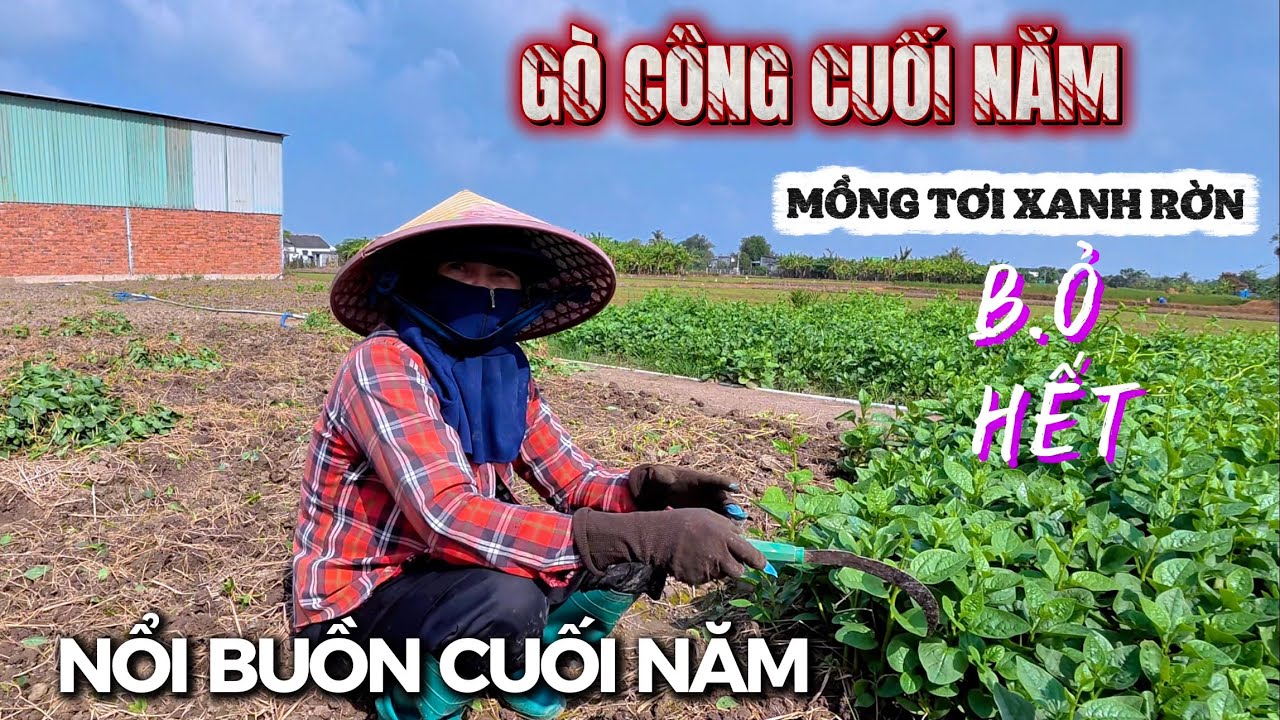 Nông Dân Trồng Mồng Tơi Cuối Năm Cắt Bỏ Hết Vì Không Đủ Trả Công Hái. KHÁM PHÁ CON ĐƯỜNG QUÊ GÒ CÔNG
