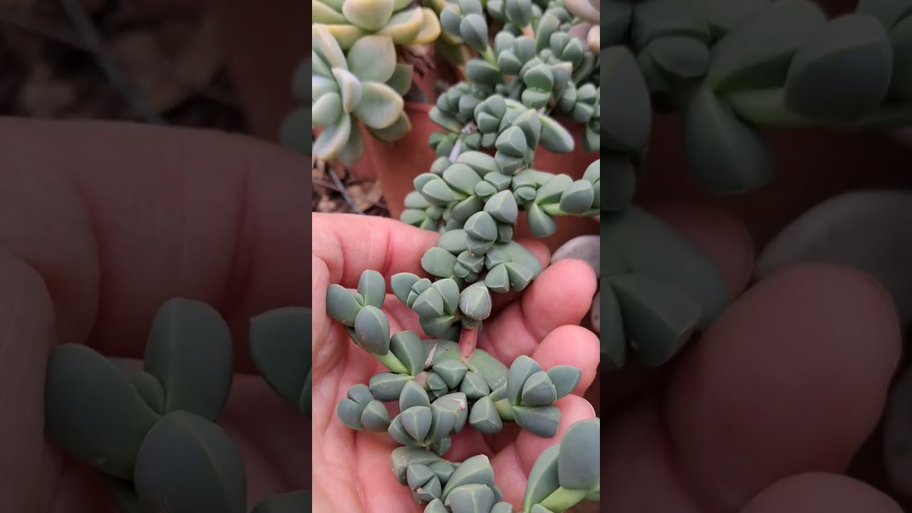 Suculentas no jardim. 