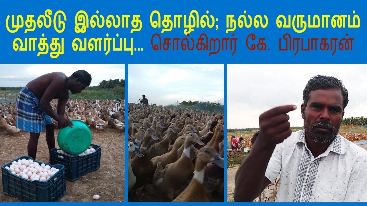 வாத்து வளர்ப்பு  மற்றும் பராமரிப்பு முறைகள் | முதலீடு இல்லாத தொழில்  நல்ல வருமானம் | கே. பிரபாகரன்