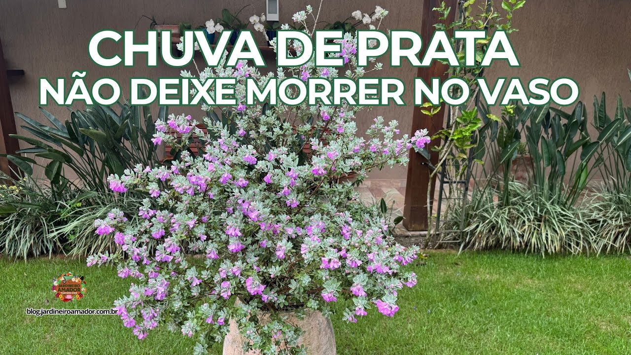 Chuva de Prata | Como Transplantar do Vaso Para Canteiro