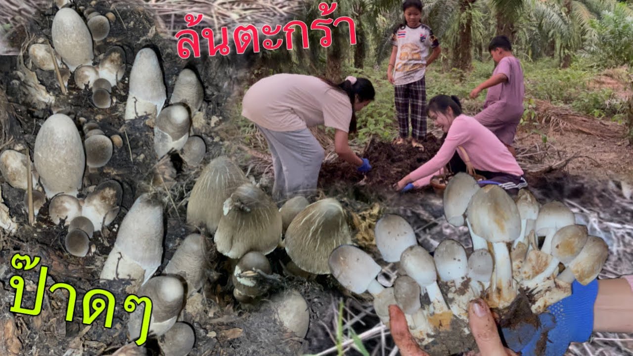 เกิดอะไรขึ้น!!วิ่งสุดชีวิต!!เมื่อเจอแบบนี้!!อลังการสุดๆล้นตะกร้า!!มายกทีมทั้งม่วนทั้งหมาน(02/02/68)