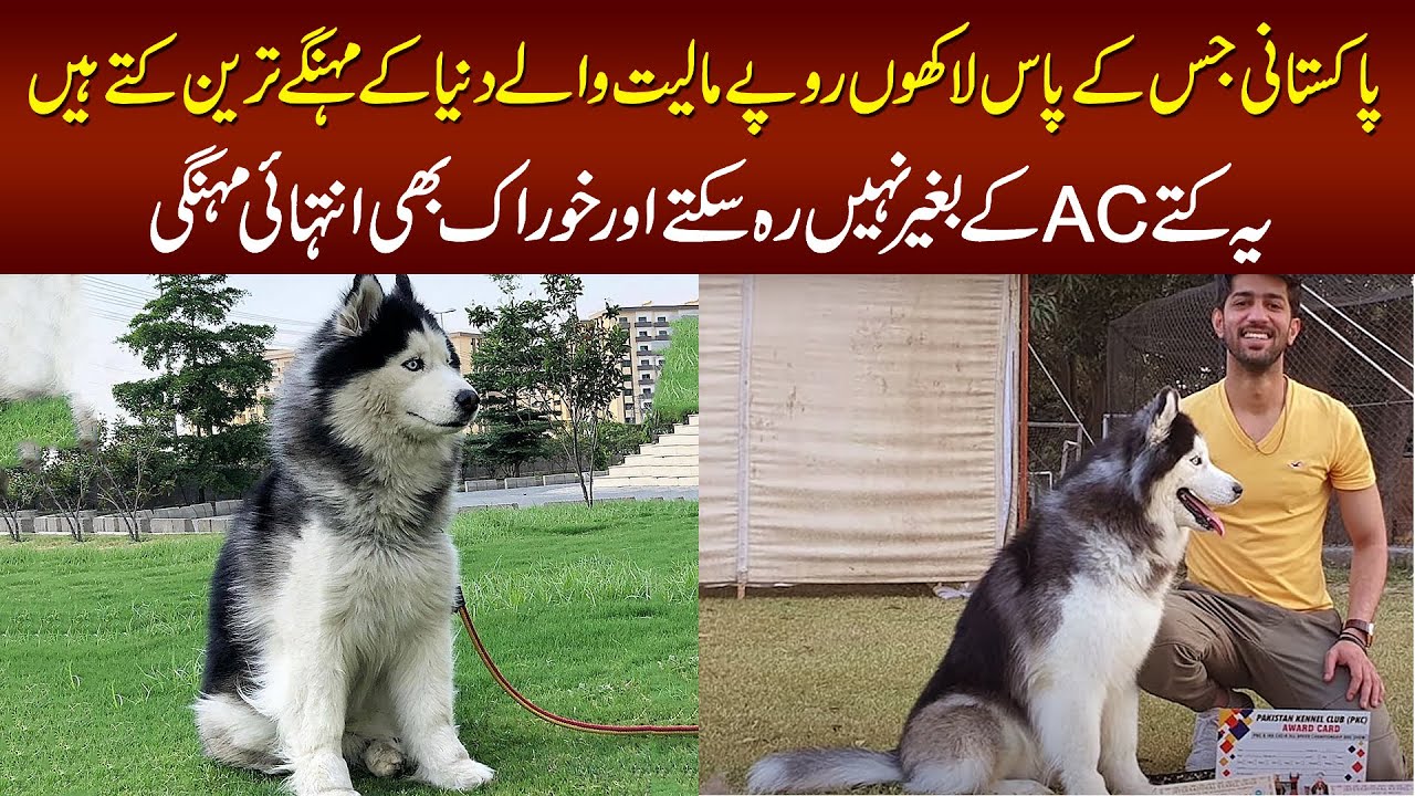 Meet The Cutest and Expensive Siberian Husky Dogs In Lahore – The Champion Of 2019 & 2020 Dog Show