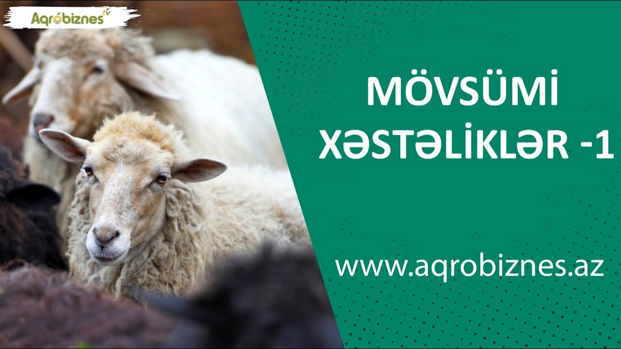 İnək, qoyun, keçi və quşların mövsümi xəstəlikləri - 1