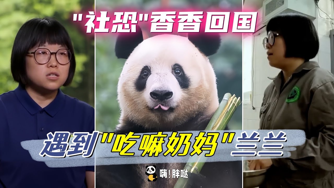 “社恐”熊猫香香回国，无法适应环境，遇到“吃嘛奶妈”兰兰 ，才做回快乐公主。香香和兰兰，两个女生的故事。