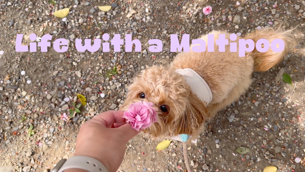 Life with a Maltipoo 🐾🤎 Saturday vlog 🐾🪴✂️🐶