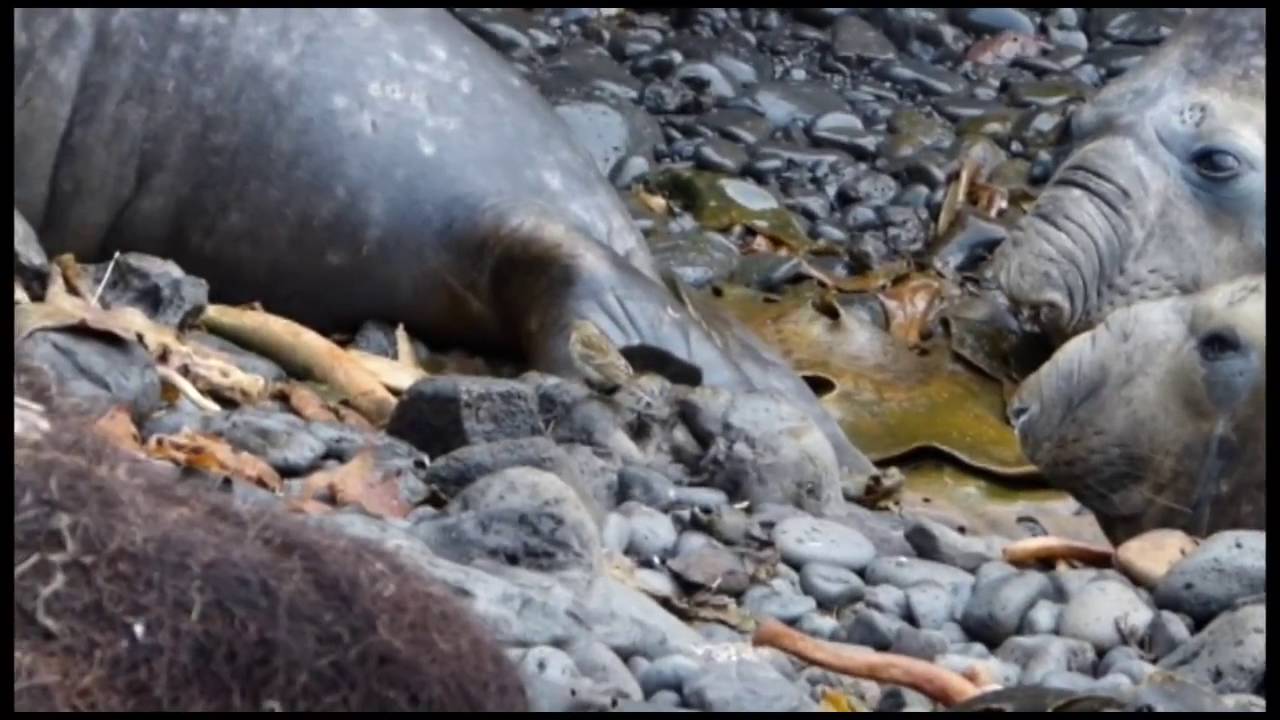 Antipodes Island Pipit   Antipodes Island NZ