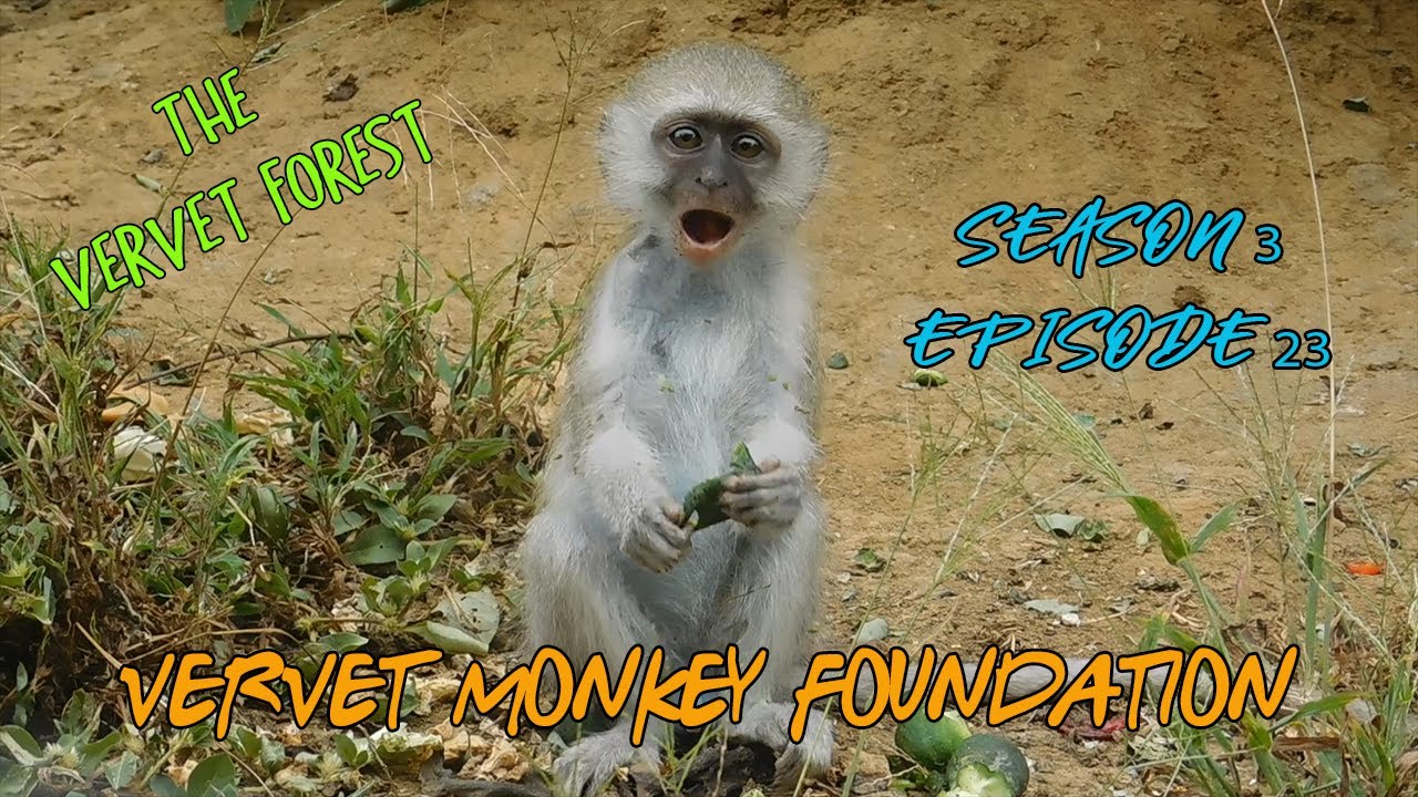 Ex pet monkey Arlo meets new friends, Satchmo the samango has a rough time with Mango season 3 ep23