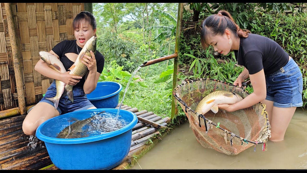 Harvest fish for sale. Live with nature