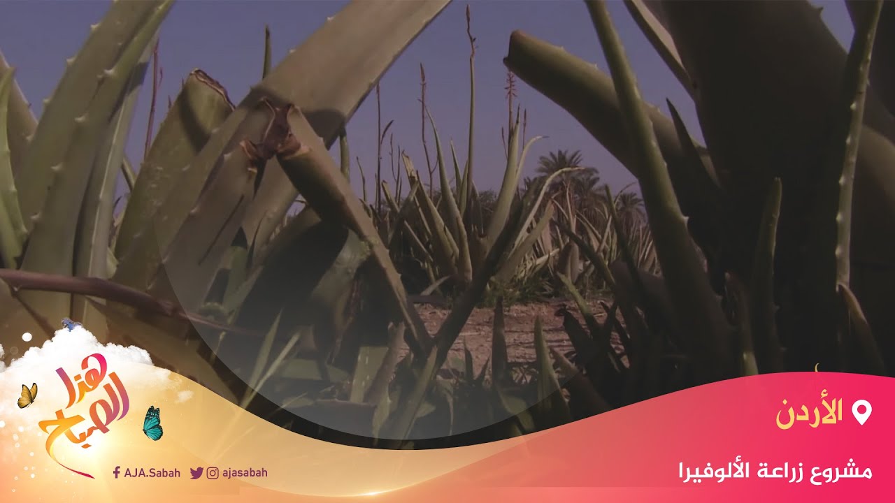 🌅هذا الصباح - نجاح مشروع زراعة الألوفيرا في غور الأردن