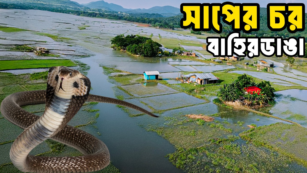 বাহিরডাঙার চর , যেখানে বেঁচে থাকা মানে প্রতিদিন সাপের সাথে যুদ্ধ করা। Bahirdanggar char .