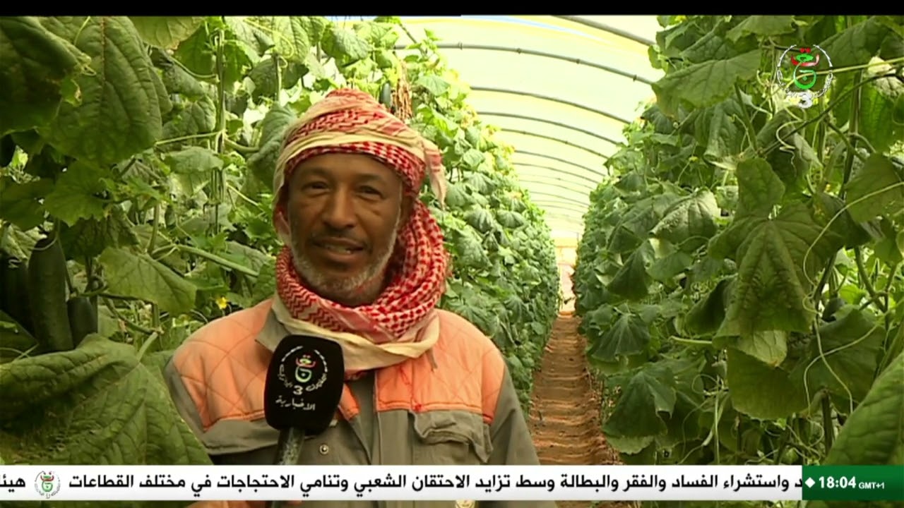 تيميمون - البيوت البلاستيكية.. مردودية عالية ومحاصيل متنوعة