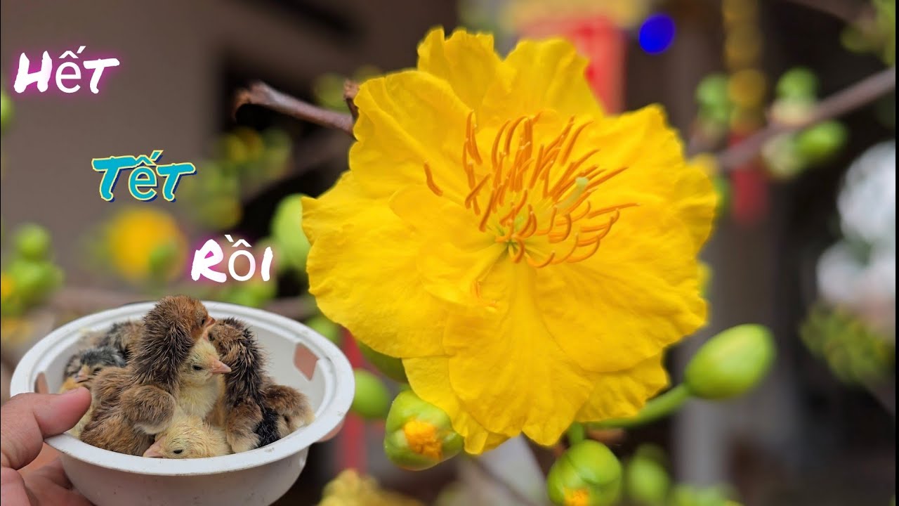 Hết Ngày Mồng 2 Tết Và Tin Vui Đón Nhiều Thành Viên Mới  /Nhân Bé Nhỏ 