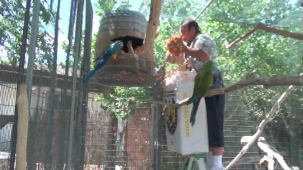 Don't get Bitten/Get bedding in Macaw nest box p2