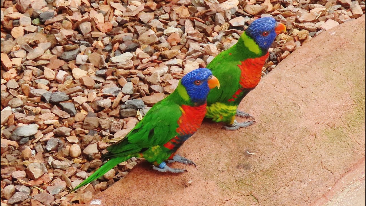 Vogelpark Avifauna - Lori Landing 2021