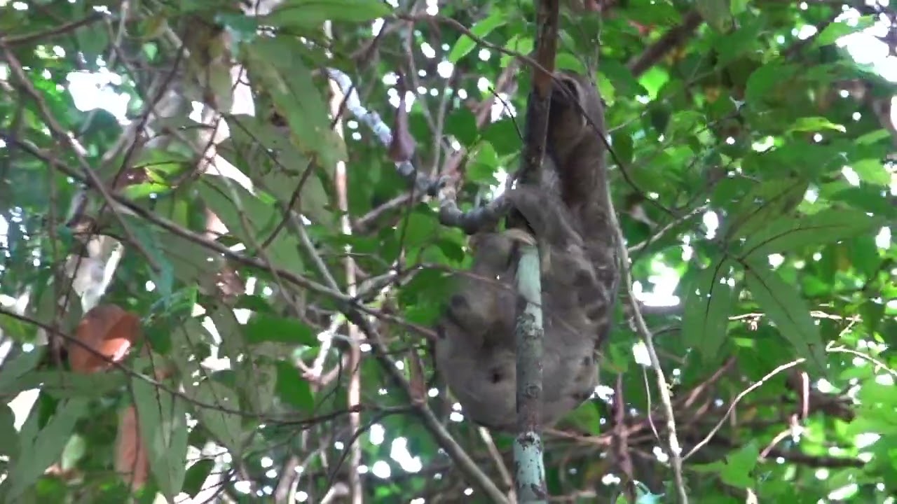 Amazon Rainforest, Manaus & Mamiraua