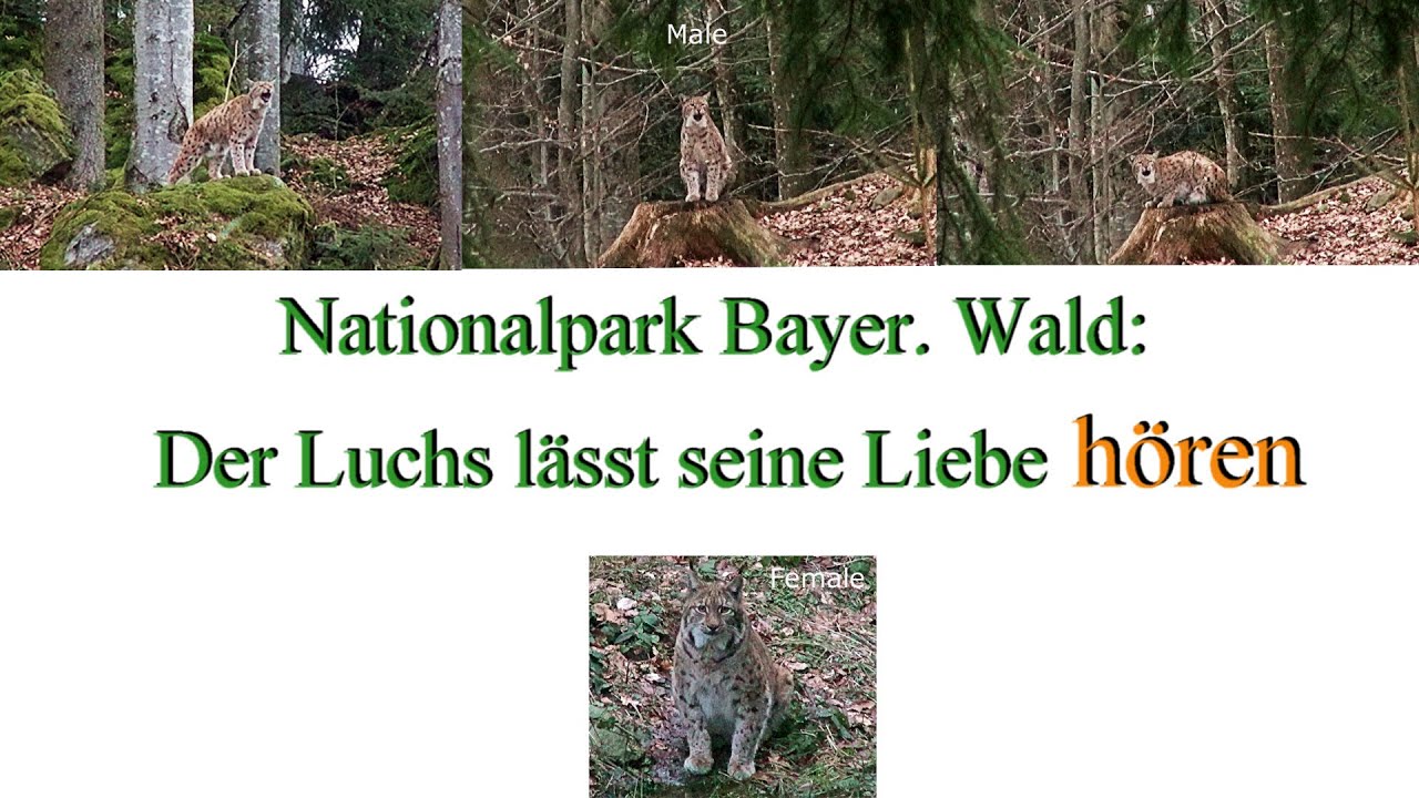 Nationalpark Bayer. Wald: Der Luchs lässt seine Liebe hören