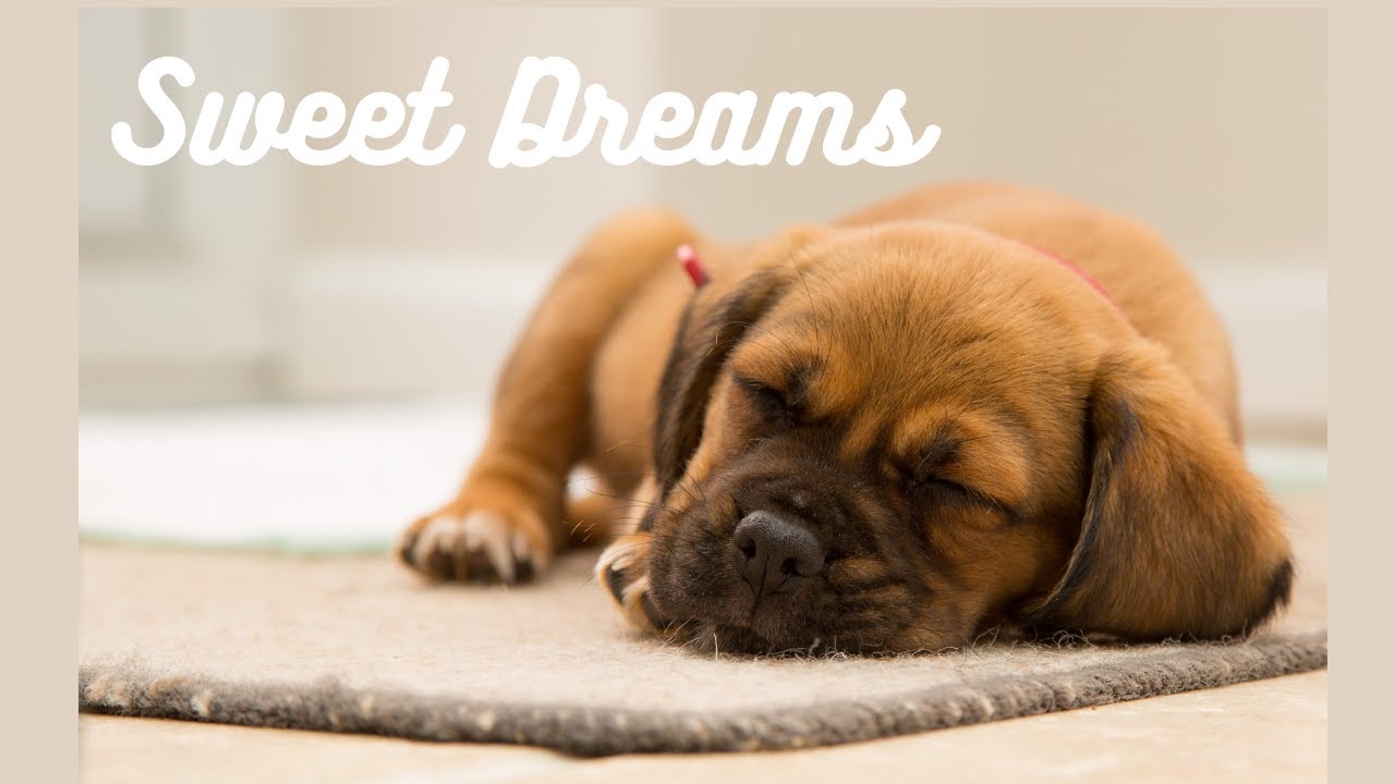 Dogs Dream About THIS – You’ll Be Touched