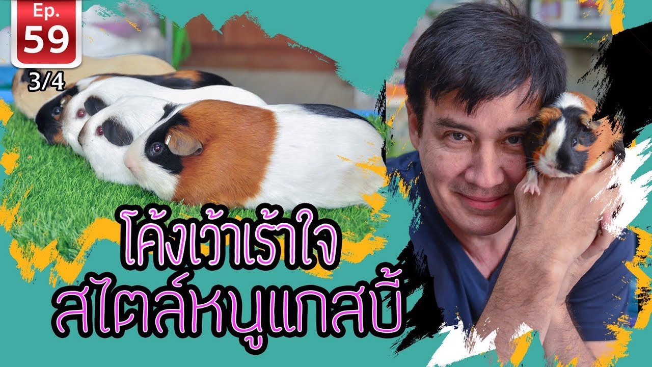 Guinea pig หนูแกสบี้ ปีหนูทอง - เพื่อนรักสัตว์เอ้ย EP 59 [3/4]
