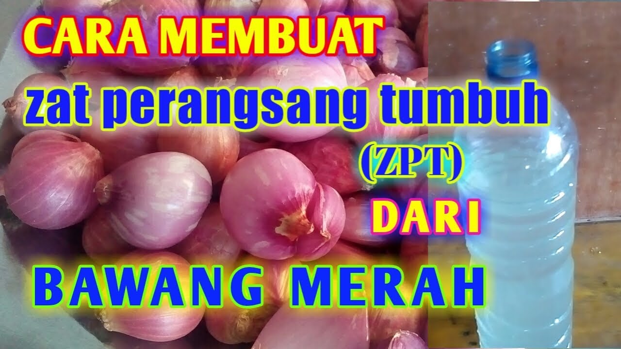 ZAT PERANGSANG TUMBUH (ZPT) DARI BAWANG MERAH, BEGINI CARA MEMBUATNYA