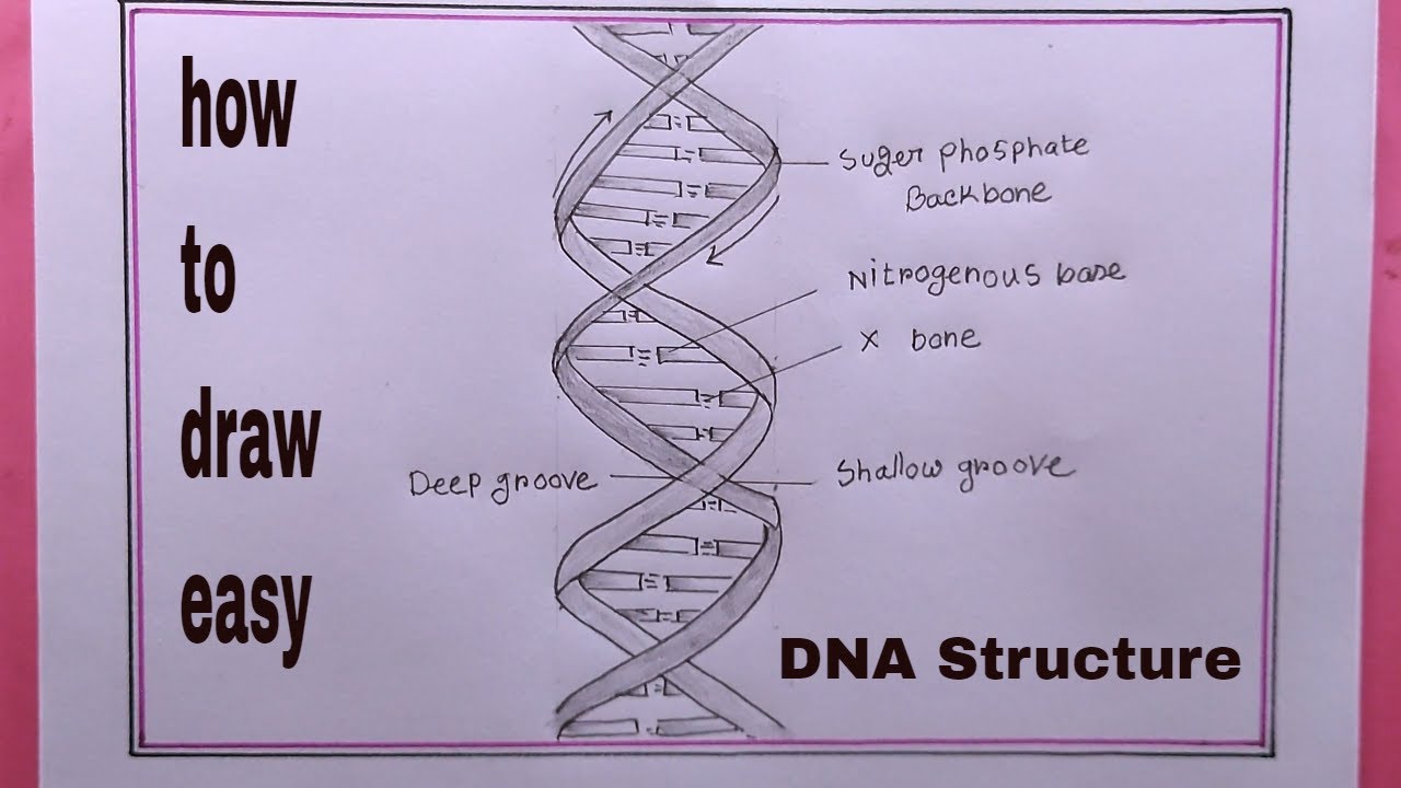 How to draw structure of DNA double helix/structure of DNA