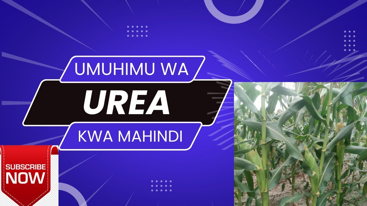 Matumizi ya  urea  kwenye mahindi.