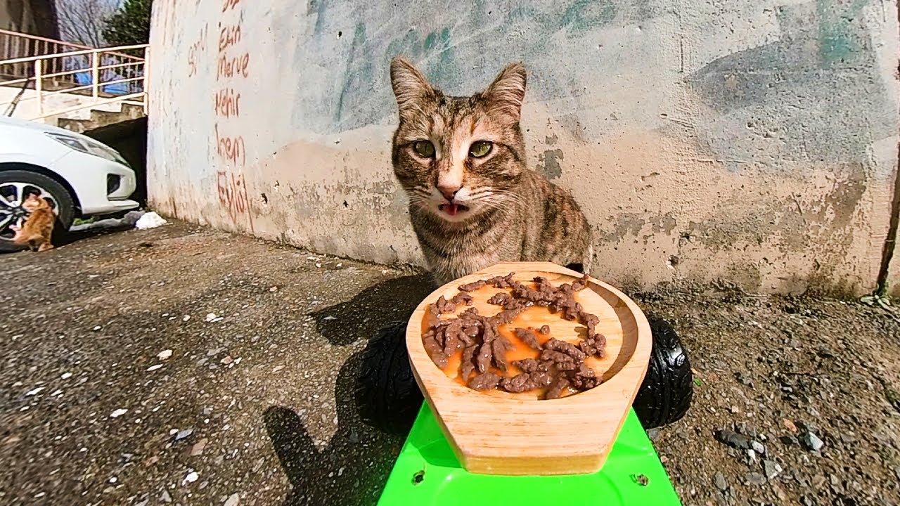 Street Cats Feeding with RC Car! 🐱🚗🍽️