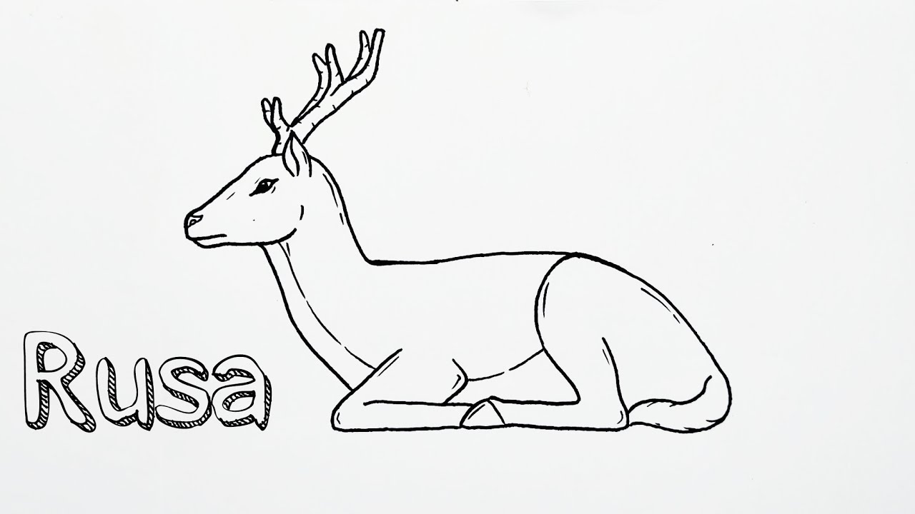 Cara menggambar Rusa yang mudah dan simpel